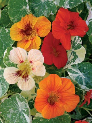 Nasturtium Alaska