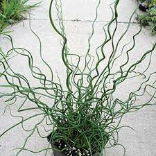 Grass Twister