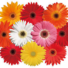 Gerbera Majorette Mix