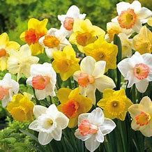 Daffodil Mixed Large Trumpet