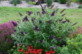 Buddelia Dark Dynasty (Butterfly Bush)