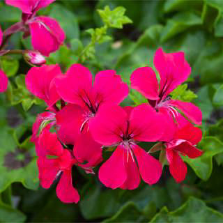 Deep Pink