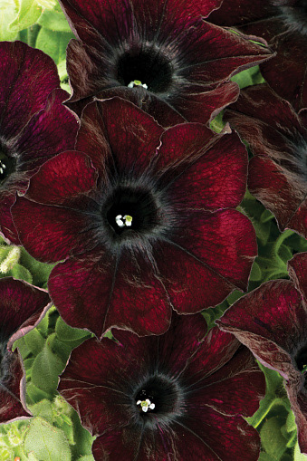 Crazytunia Mahogany Queen