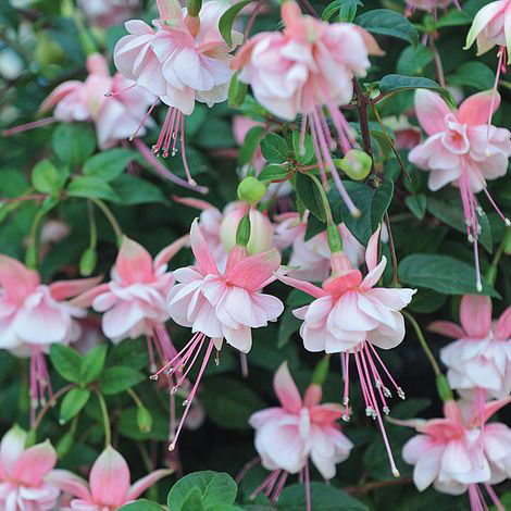 Fuchsia Trailing Southgate