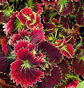 Coleus Stained Glass Pixels Tilt-a-Whirl