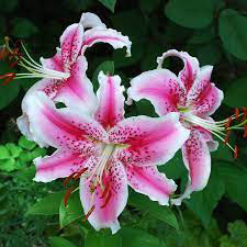 Oriental Lily Star Gazer