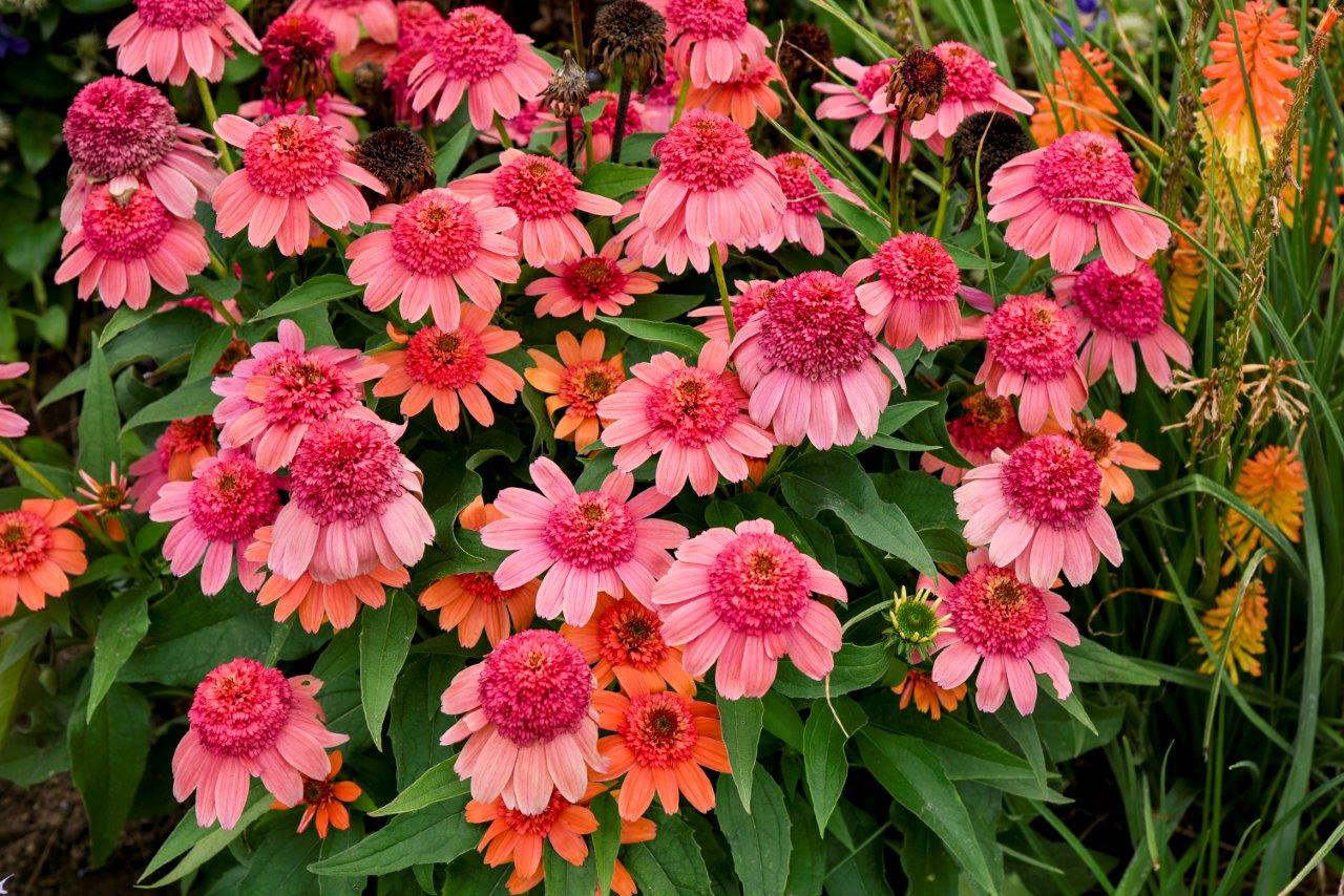 Echinacia (Cone Flower) Double Dipped Rainbow Sherbet