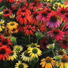 Echinacea (Cone Flower) Cheyene Spirit