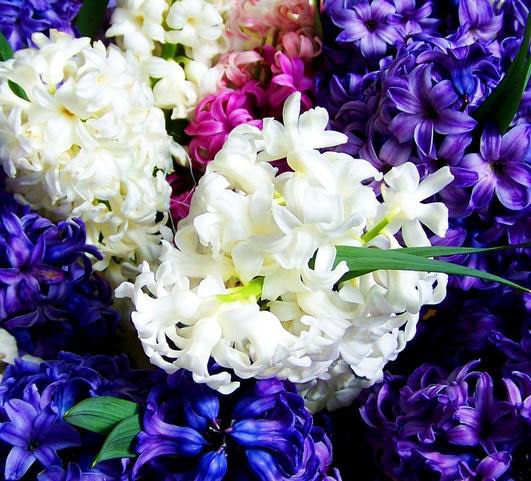Hyacinth