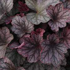 Heuchera (Coral Bells) Carnival Burgandy Blast