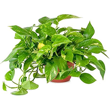 Golden Pothos