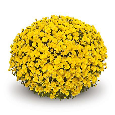Arluno Yellow Deco Gediflora