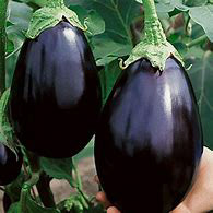 Black Beauty Eggplant Heirloom