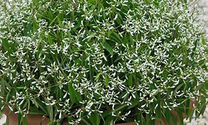 Euphorbia Glamour