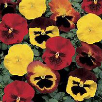 Pansy Blaze Mix