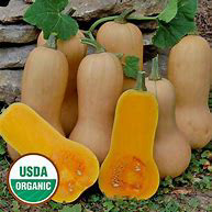 Waltham Butternut Squash Heirloom