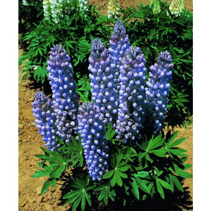 Lupine Gallery BLUE