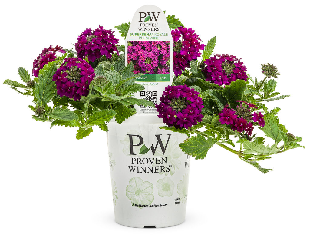 Superbena Royal Plum Wine PW