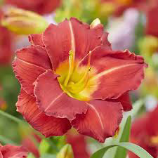 Day Lily Booby Ruby