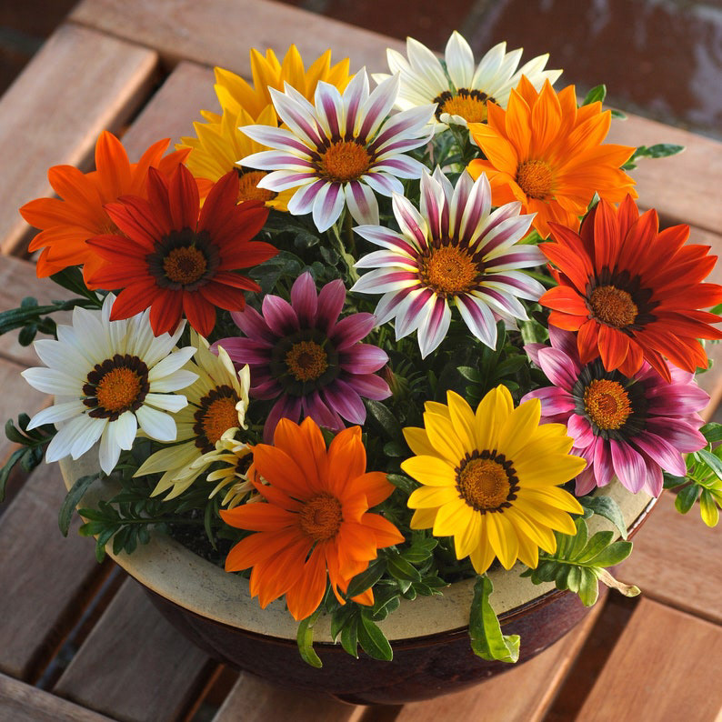 Gazania New Day Mix