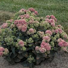 Sedum Rock n' Grow