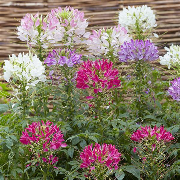 Cleome Sparkler 2.0
