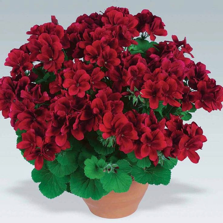 Candy Flowers Dark Red