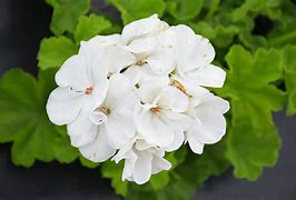 Medium White