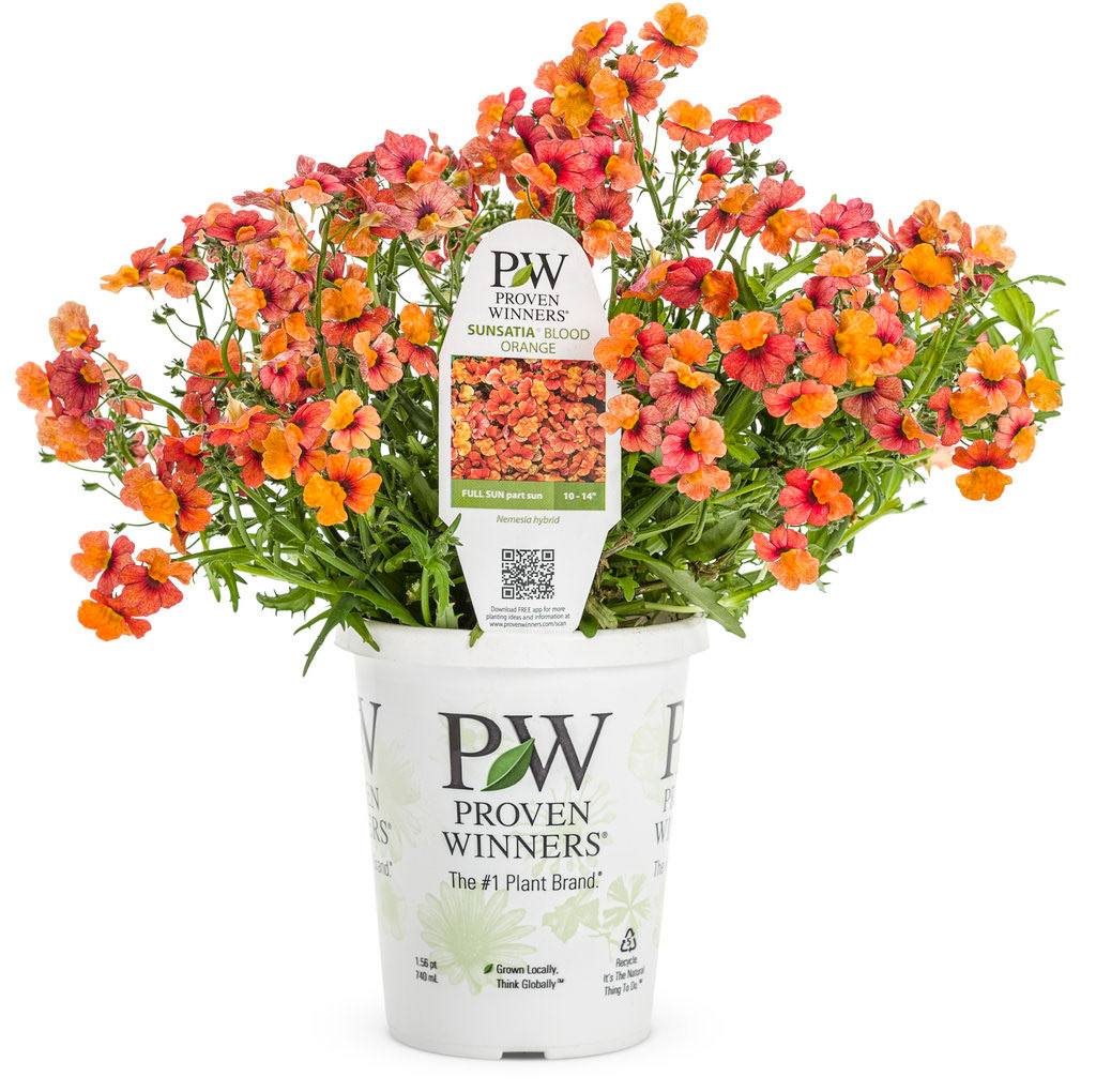 Nemesia Sunsatia Blood Orange PW