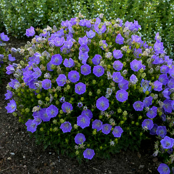 Campanula Rapido Blue (Bell Flower)