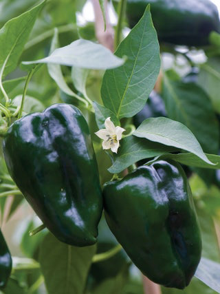 HOT Poblano