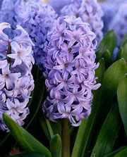 Hyacinth Caribbean Dream