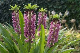 Eucomis Aloha Maui