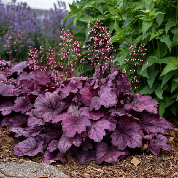 Coral Bells (Heuchera) Wild Rose
