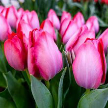 Tulip Pink Sound