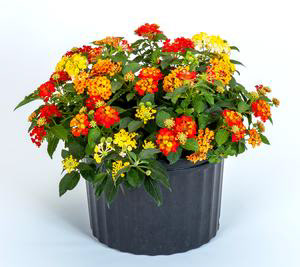 Lantana Lava Flow