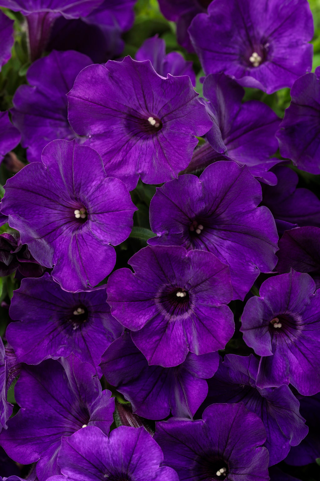 PW Supertunia Royal Velvet