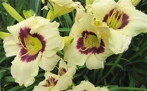 Daylily Pandora's Box