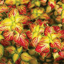 Coleus Terra Nova Electric Slide