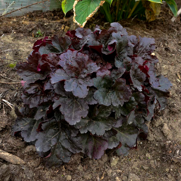 Coral Bells (Heuchera) Mahogany Monster