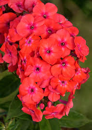 Tall Garden Phlox Watermelon Flame
