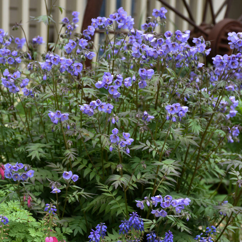 Polemonium (Jacob's Ladder) - Heaven Scent