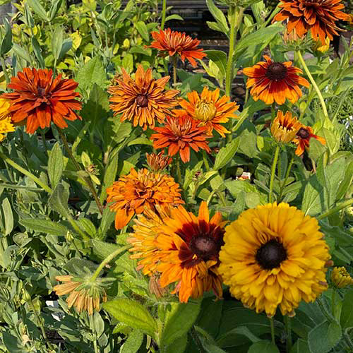 Rudbeckia Cherokee Sunset
