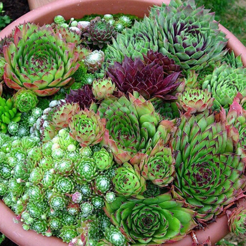Hippie Chicks (Hens & Chicks) 3.5" Pots