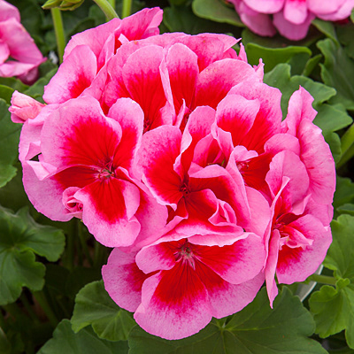 Large Lavender Mega Splash