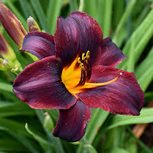 Day Lily Chocolate Candy