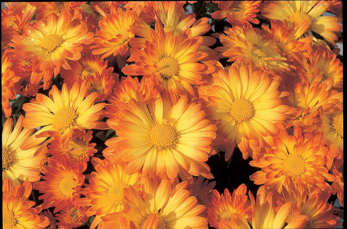Stacy Dazzling Orange Daisy Syngenta