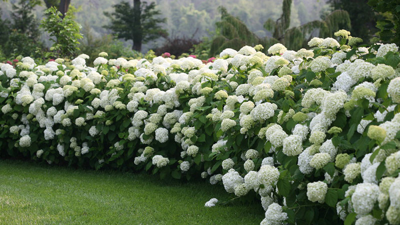 Hydrangea Incrediball White