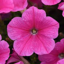 E3 Easy Wave Pink