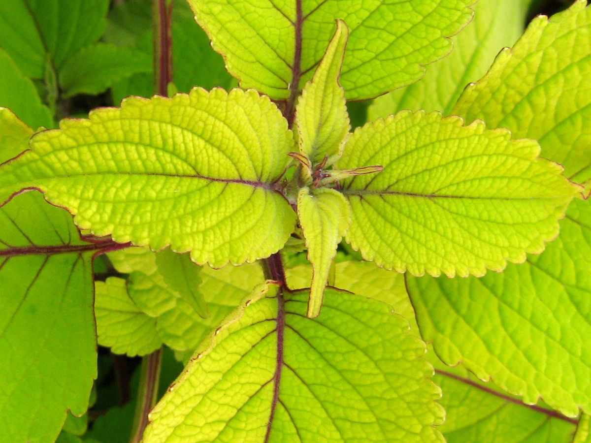 Coleus Stained Glass Pixels Big Blonde